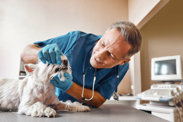 Best Same-Day Emergency Appointments in Downers Grove, IL
